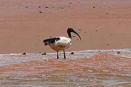 صورة Threskiornis bernieri bernieri (Bonaparte 1855)