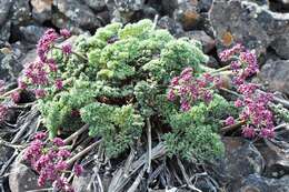 Imagem de Lomatium columbianum Mathias & Constance