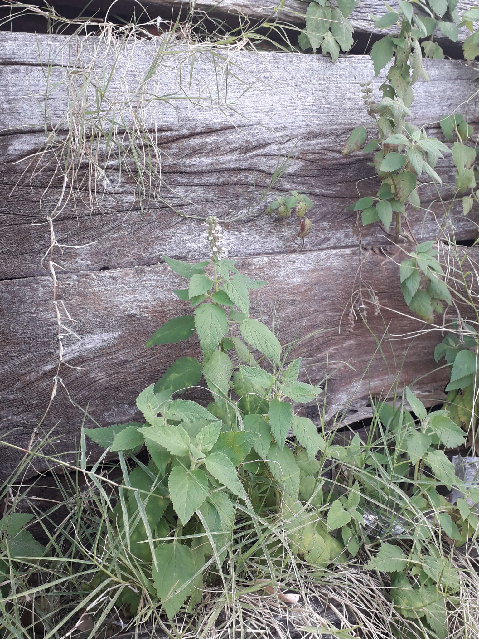 Sivun Teucrium vesicarium Mill. kuva