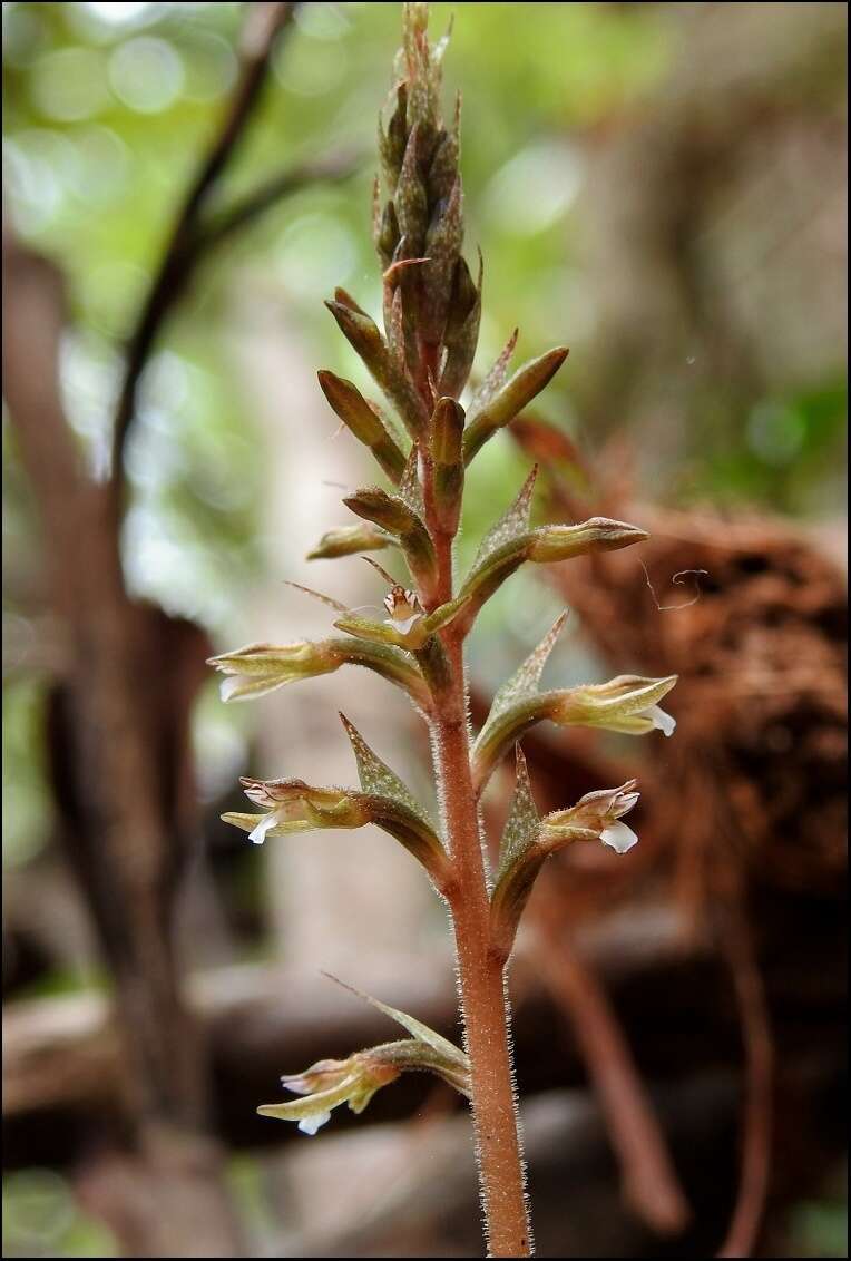 Image of Cyclopogon cranichoides (Griseb.) Schltr.