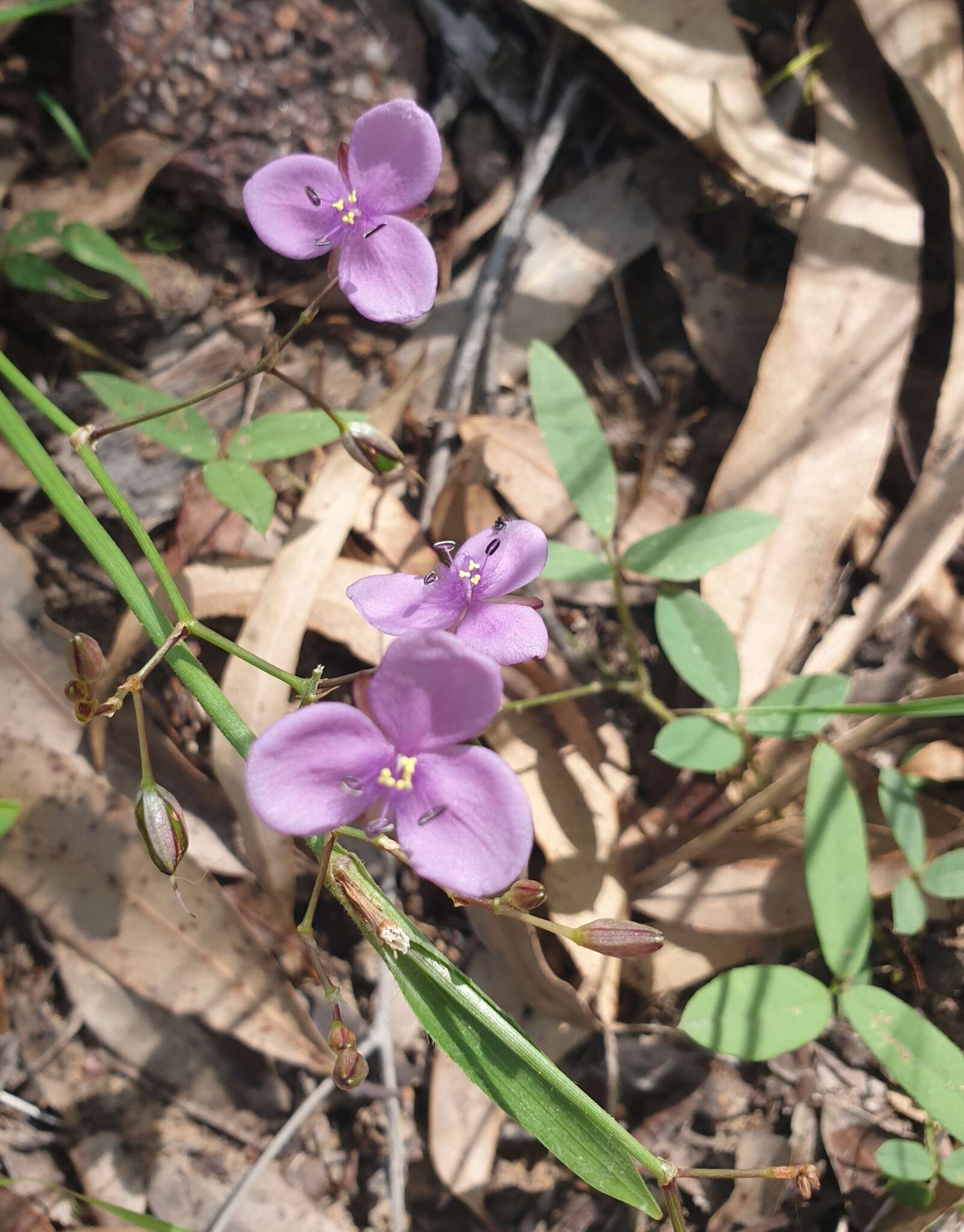 Murdannia graminea (R. Br.) G. Brückn.的圖片