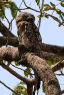 Image of Great Potoo