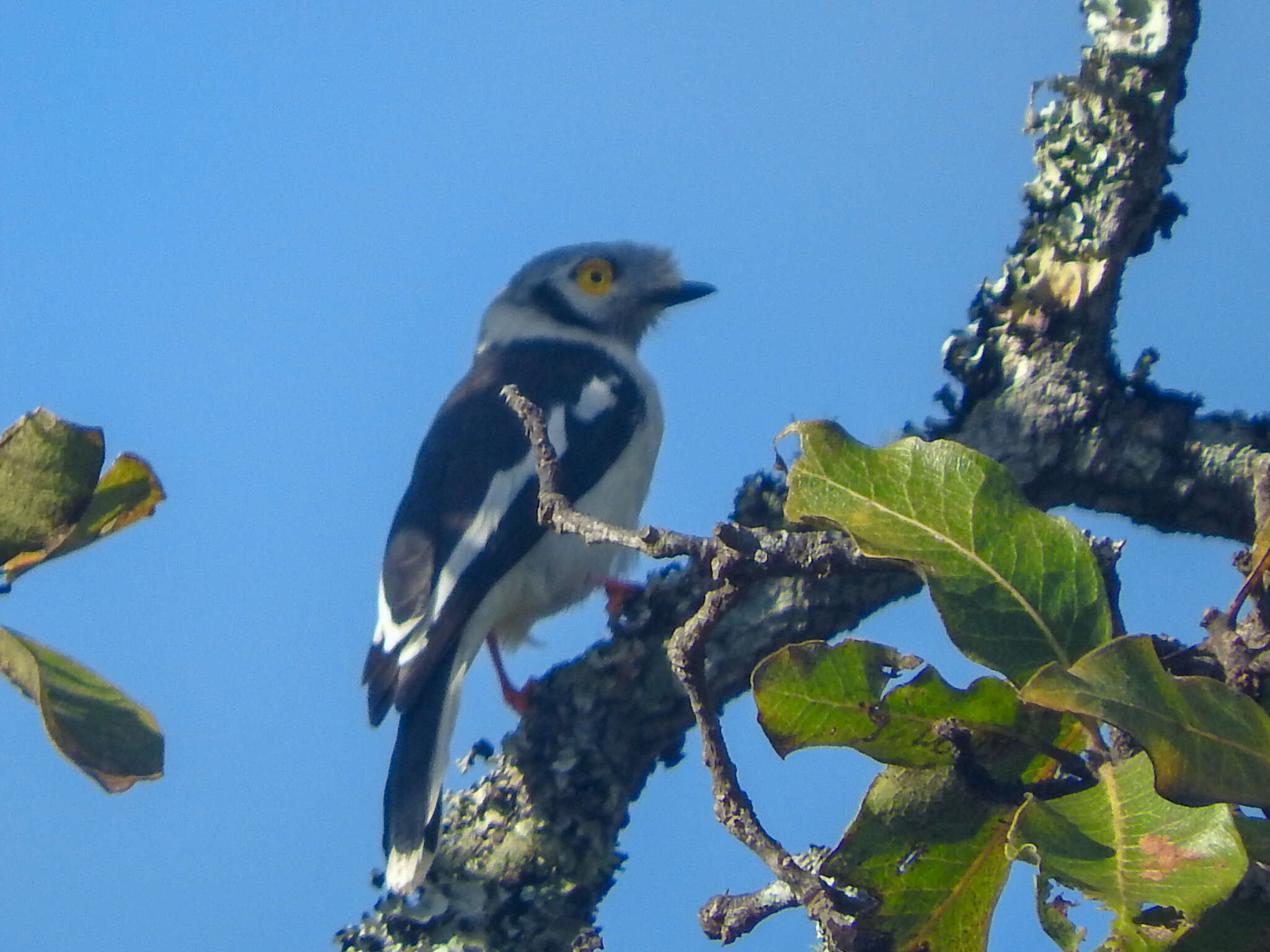 Image of White Helmet Shrike