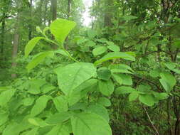 Image of northern spicebush