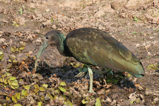 Image of Mesembrinibis Peters & JL 1930