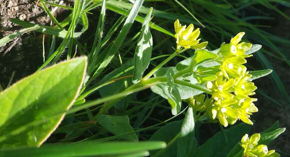 Image de Schizoglossum flavum Schltr.