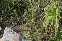 Image of Pelargonium frutetorum R. A. Dyer