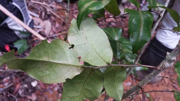 Image of Wielandia laureola (Baill.) Petra Hoffm. & McPherson