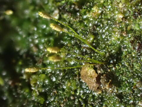 Image of ovate tetrodontium moss