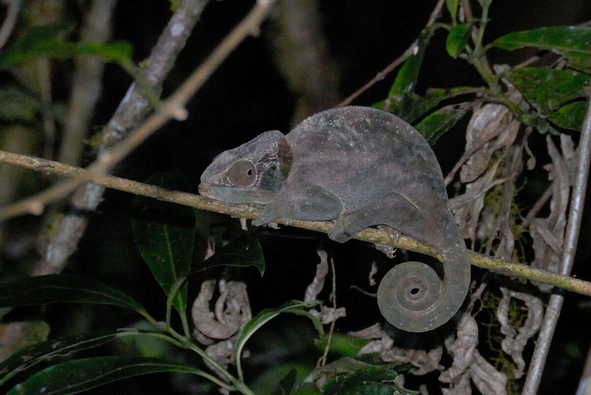 Image of O'Shaughnessy's Chameleon