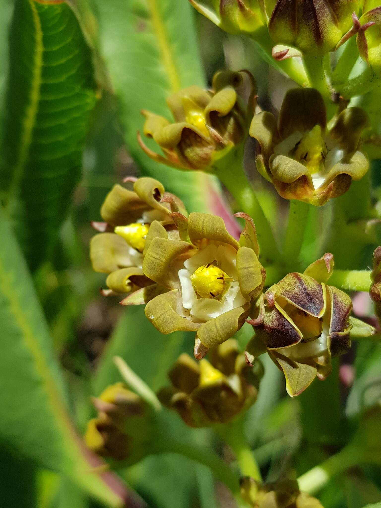 Image of Parapodium costatum E. Mey.