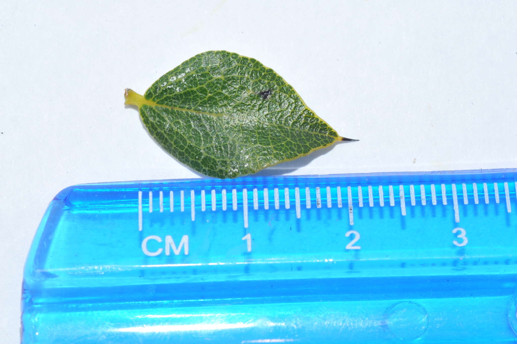 Image of Diospyros grisebachii (Hiern) Standl.