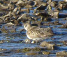 Sivun Calidris alpina arctica (Schiøler 1922) kuva