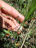 Image of California gilia