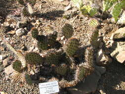 Image of Brownspine Pricklypear