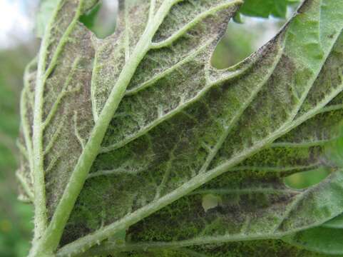 Image of Pseudoperonospora cubensis