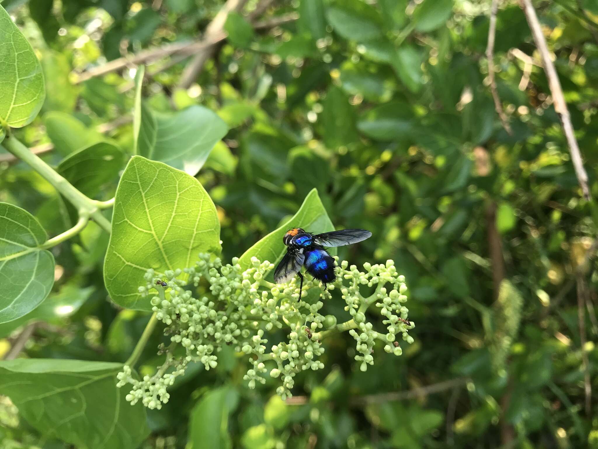 Sivun Silbomyia cyanea (Matsumura 1916) kuva