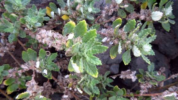 Image de Forsskaolea procridifolia Webb