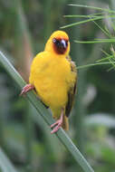 Image of Northern Brown-throated Weaver