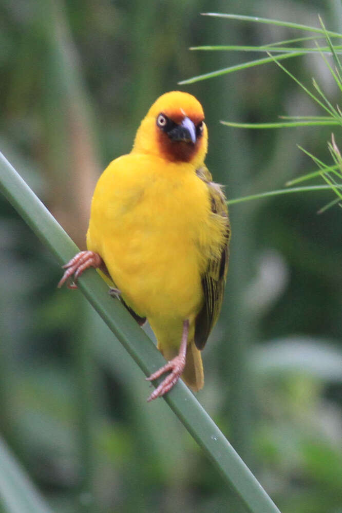 Image of Northern Brown-throated Weaver