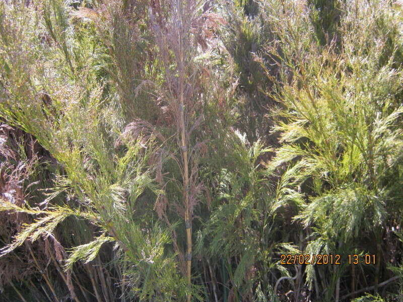 Image of Restio paniculatus Rottb.