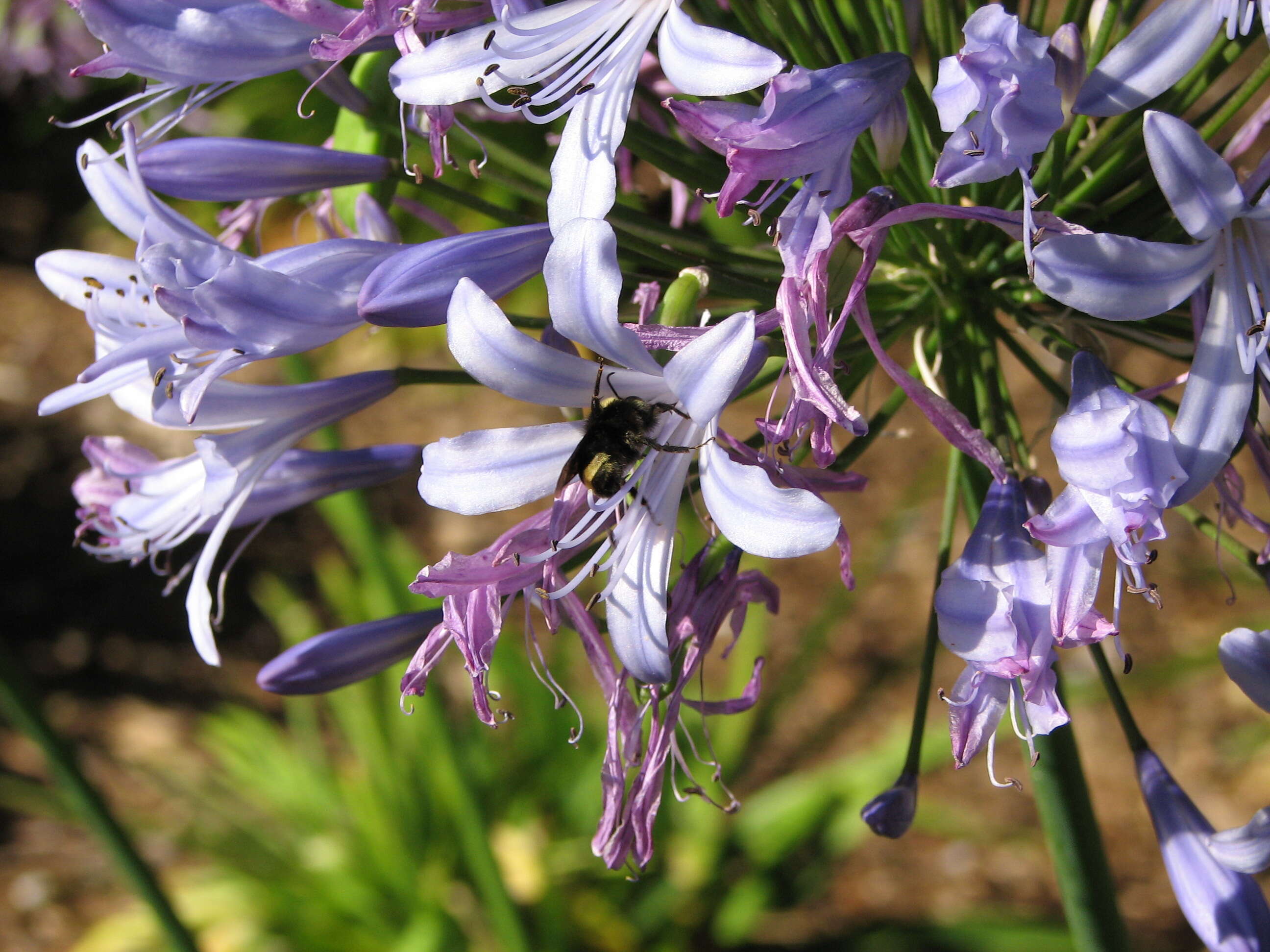 Imagem de Agapanthus praecox Willd.