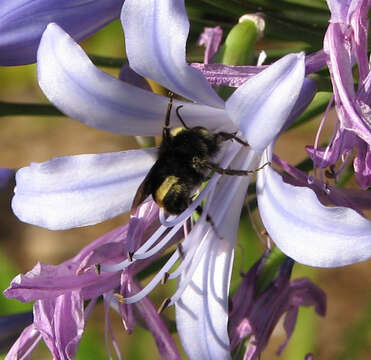 Imagem de Agapanthus praecox Willd.