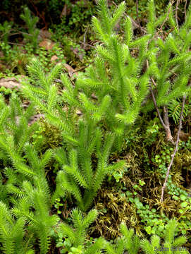 Image of Stag's-horn Clubmoss