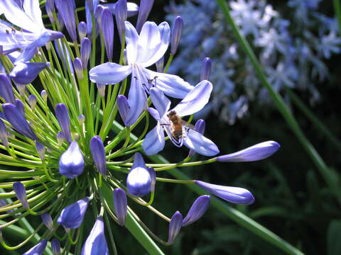 Imagem de Agapanthus praecox Willd.