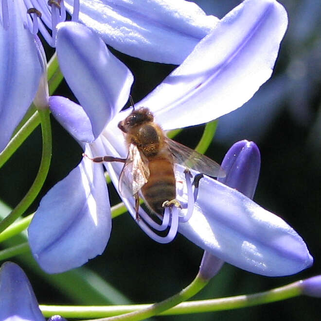 Imagem de Agapanthus praecox Willd.