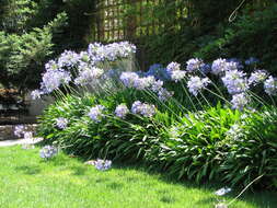 Imagem de Agapanthus praecox Willd.