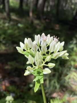 Arnoglossum sulcatum (Fern.) H. Rob. resmi