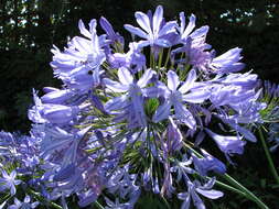 Imagem de Agapanthus praecox Willd.