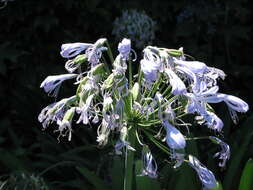 Imagem de Agapanthus praecox Willd.