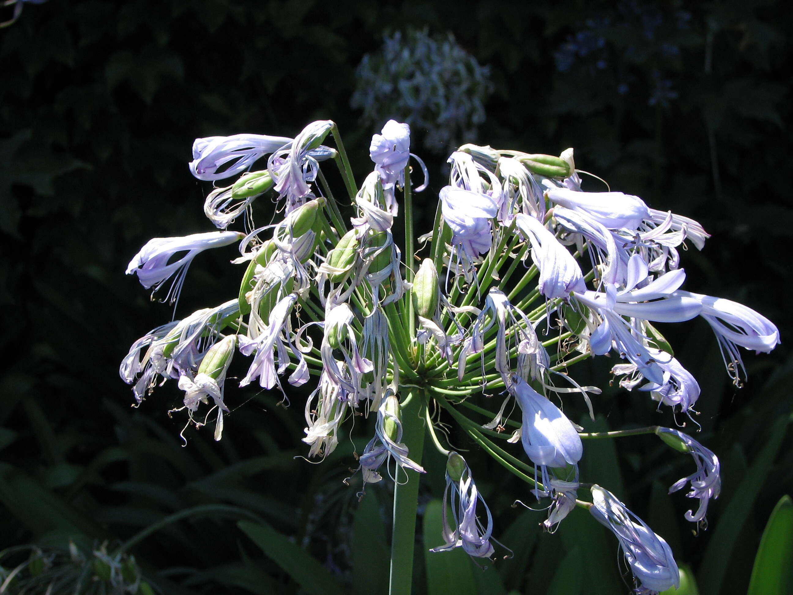 Imagem de Agapanthus praecox Willd.