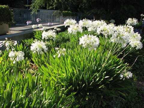 Imagem de Agapanthus praecox Willd.