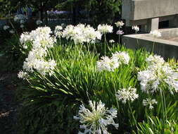 Imagem de Agapanthus praecox Willd.