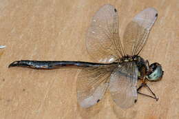 Image of Fat-bellied Emerald