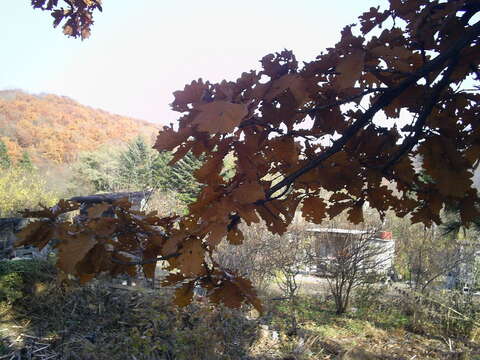 Image of Mongolian Oak