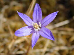 Image of crown brodiaea