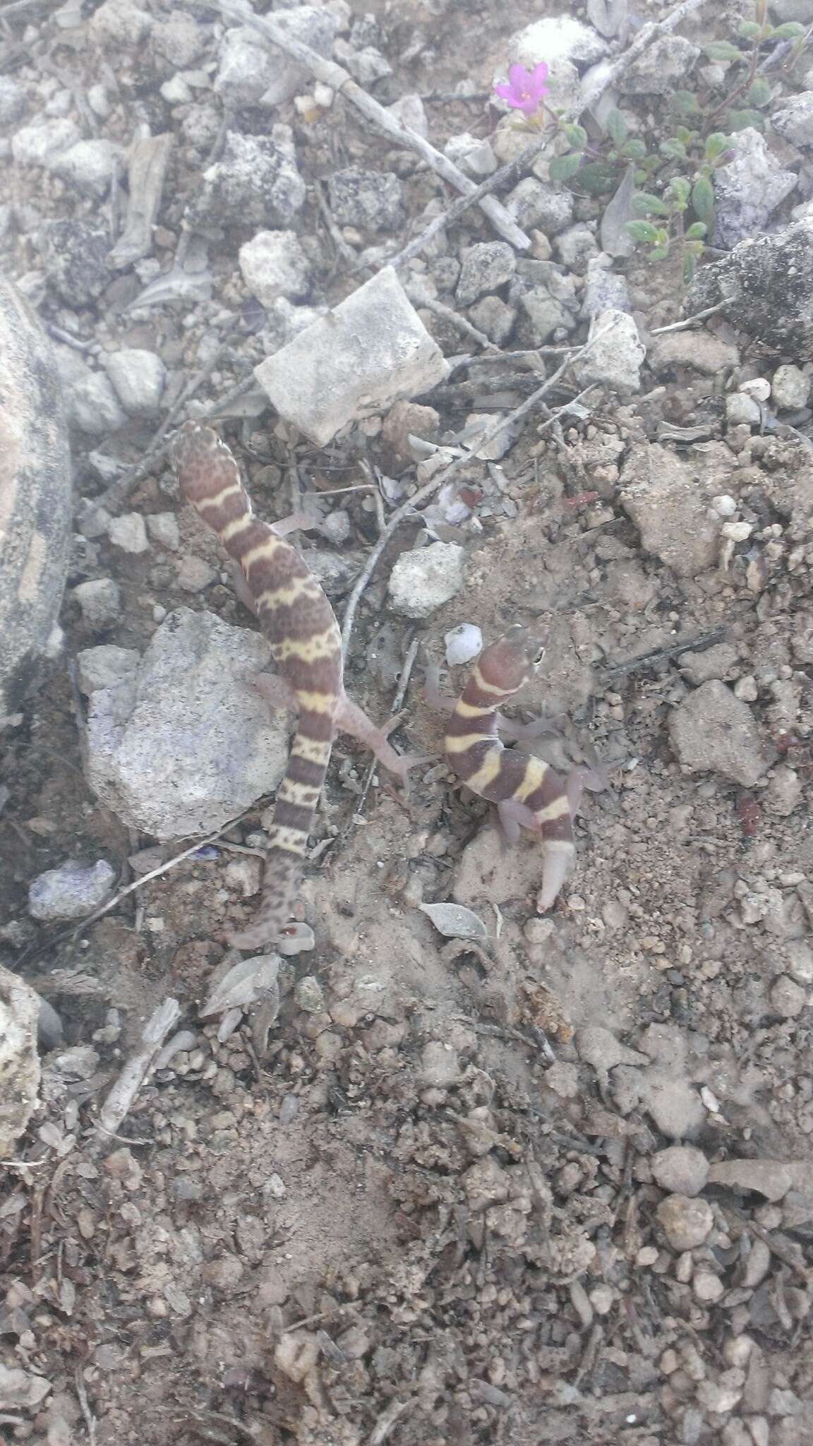 Image of Texas Banded Gecko