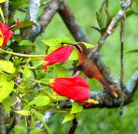 Image of Reddish Hermit