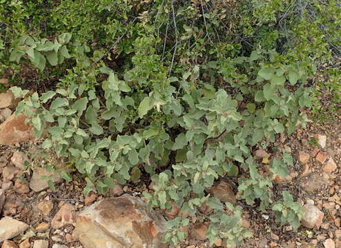 Image of Solanum tomentosum var. tomentosum