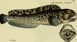 Image of spotted wolffish