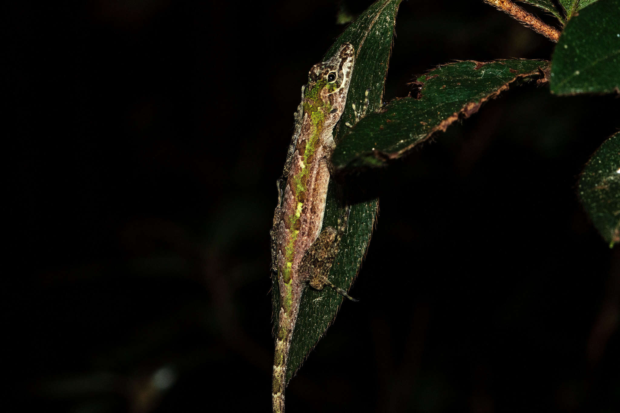 Image of King Christophe Anole