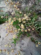 Image de Helichrysum cochleariforme DC.