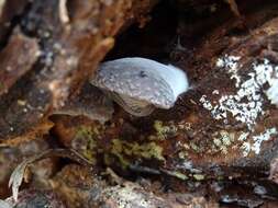 Hohenbuehelia mastrucata (Fr.) Singer 1951 resmi