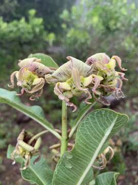 Image of Pachycarpus appendiculatus E. Mey.