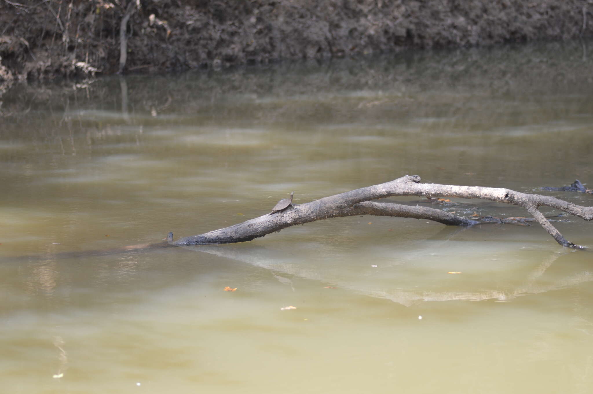 Image of Sabine map turtle