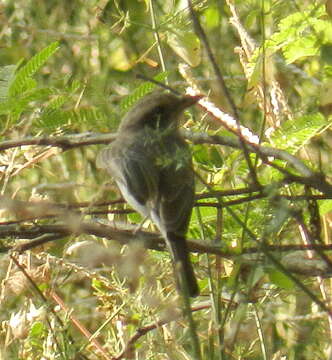 Слика од Tephrodornis Swainson 1832